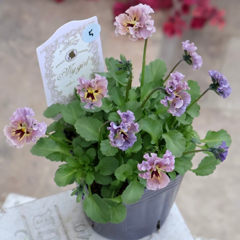 希少☆画像の現品1点限り☆石川園芸さんの小輪ビオラ「マイガール」5番