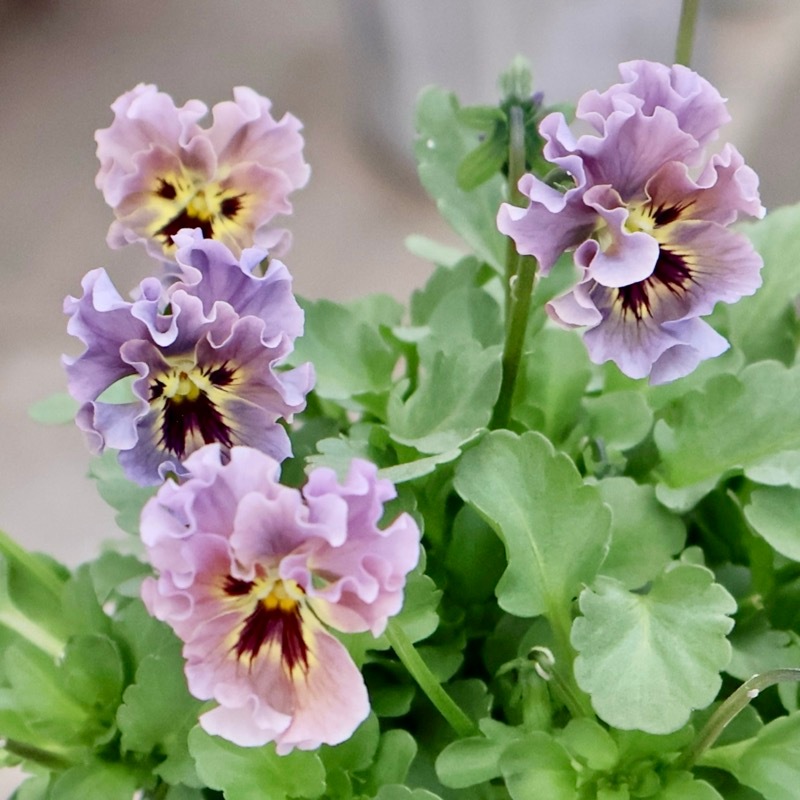 希少☆画像の現品1点限り☆石川園芸さんの小輪ビオラ「マイガール」5番