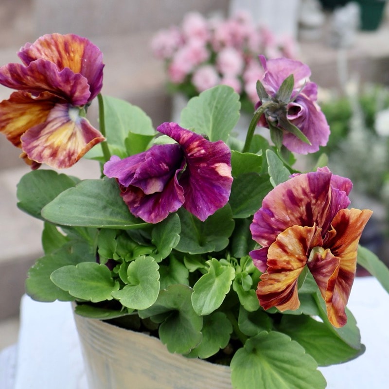 画像の現品1点限り》アイデアルフラワー・大牟田さんのビオラevolve