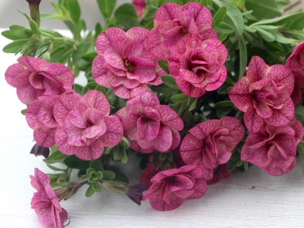 ゲブラさんのカリブラコア・NOZOMI「キューピッドピンク」(3.5号ポット)