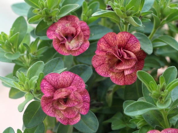 ゲブラさんのカリブラコア・NOZOMI「キューピッドピンク」(3.5号ポット)