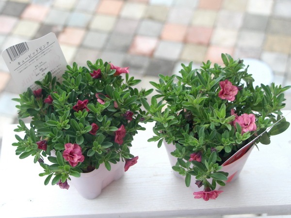 ゲブラさんのカリブラコア・NOZOMI「キューピッドピンク」(3.5号ポット)