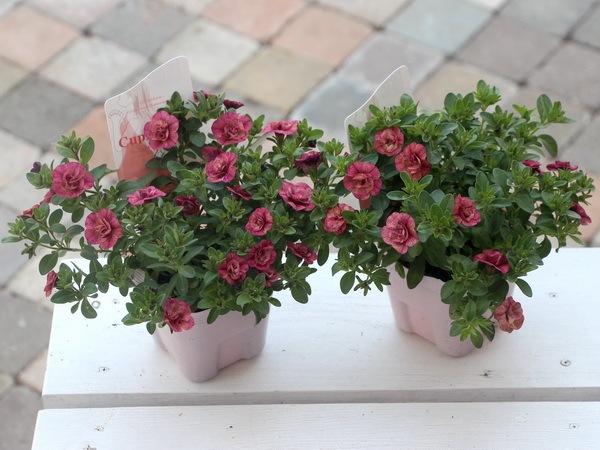 ヒカゲノカズラ　　キューピット様 ゲブラさんのカリブラコア・NOZOMI「キューピッドピンク」(3.5号ポット)