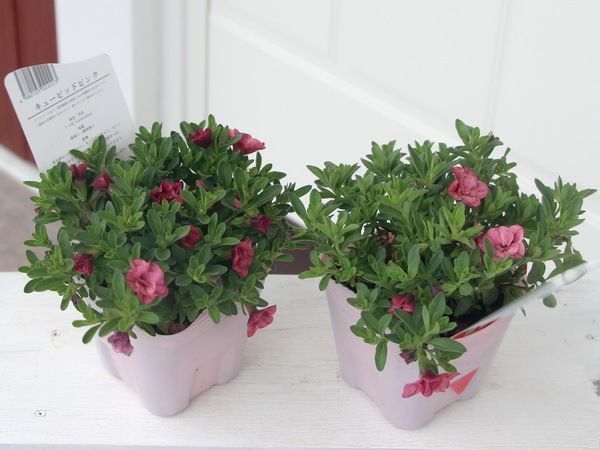 ゲブラさんのカリブラコア・NOZOMI「キューピッドピンク」(3.5号ポット)