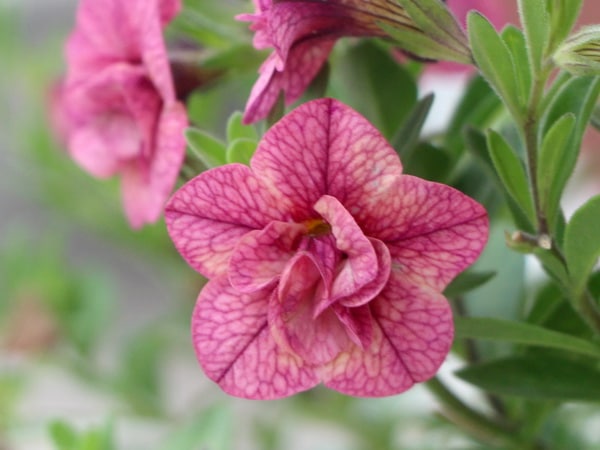 ゲブラさんのカリブラコア・NOZOMI「キューピッドピンク」(3.5号ポット)