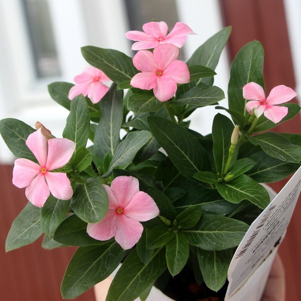 花びん ビンカ(日々草)「彩夏」(3号ポット)