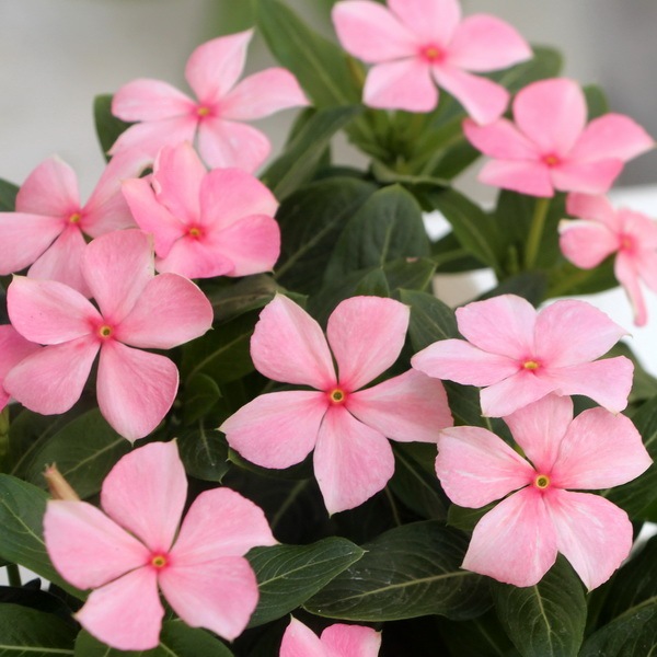 花びん 楽天市場】【小鹿田焼 4寸 一輪挿し 飛びかんな】白飛び 櫛描き 花瓶