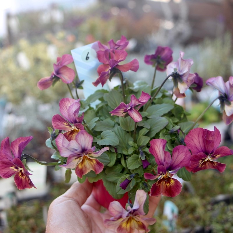 ボリューム満点☆ビオラ・なごみももか「しんしん」6番(3号or3.5号)