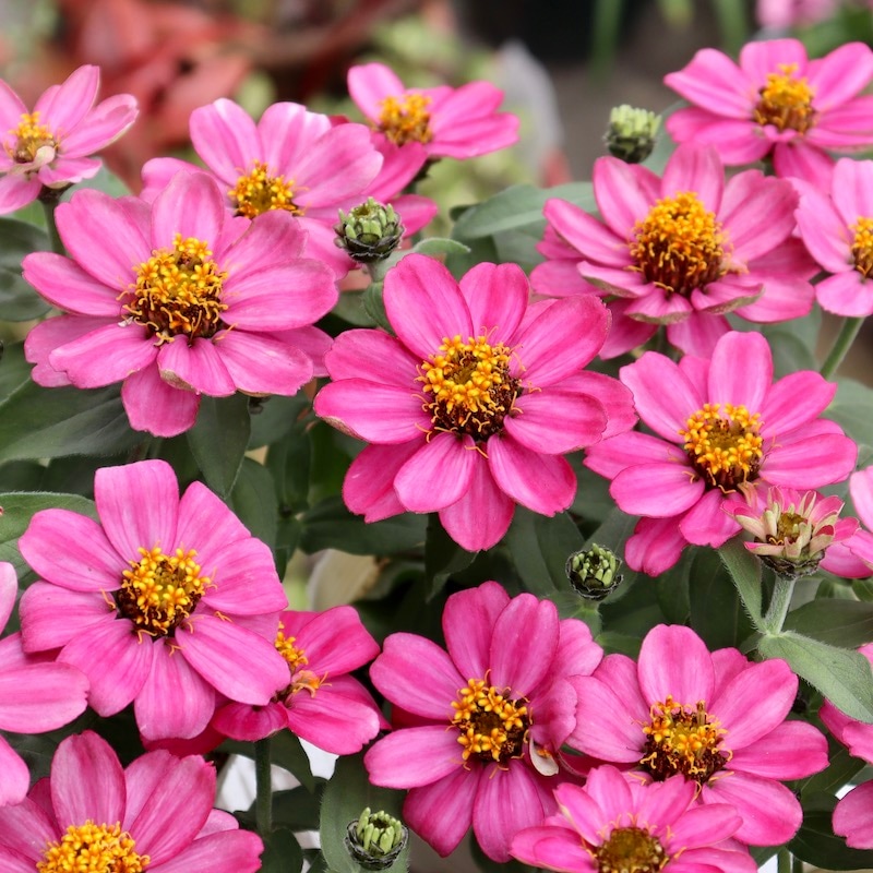 ピンクベリー様 26_000000006050.jpg?1684478017