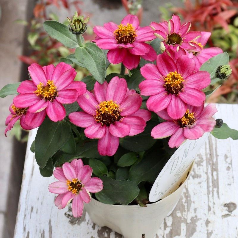 【新品タグ付】ランダムティアードハーフスリーブ　ピンク ダブルマジック3【3E】 | あゆみシューズショップ公式通販サイト