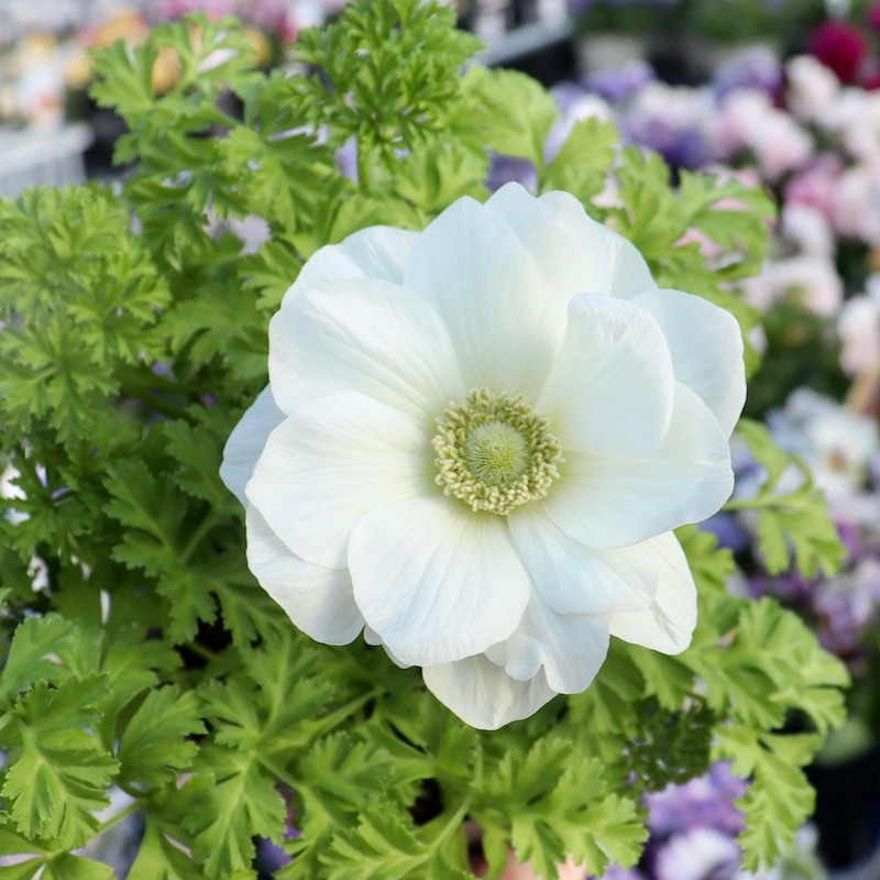 画像で花色を選べる》2年生株のプレミアム二重?咲きアネモネ「パンドラ