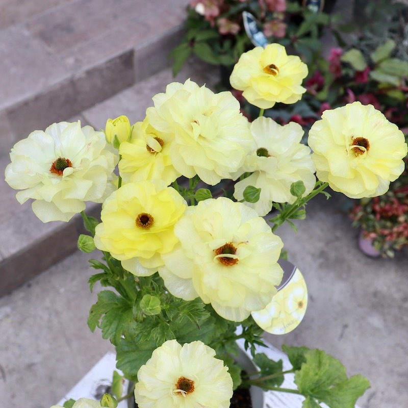 画像(最後の2枚)の現品1点限り☆ラナンキュラス・ラックス「ハリオス