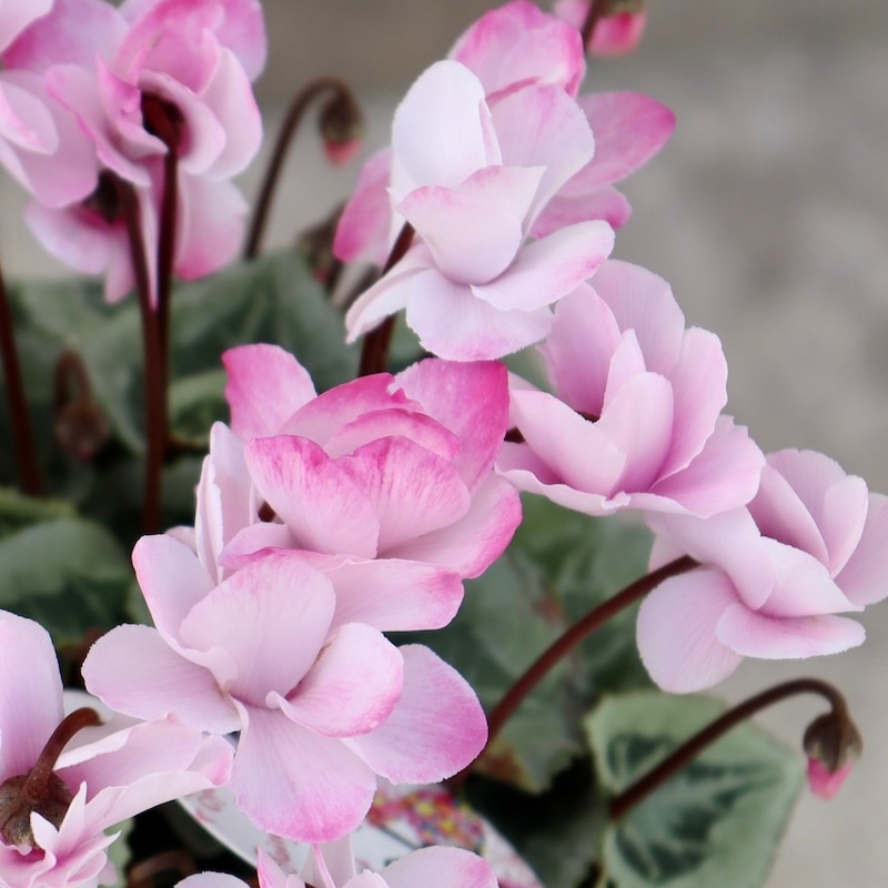 1_000000007750.jpg?1728564308