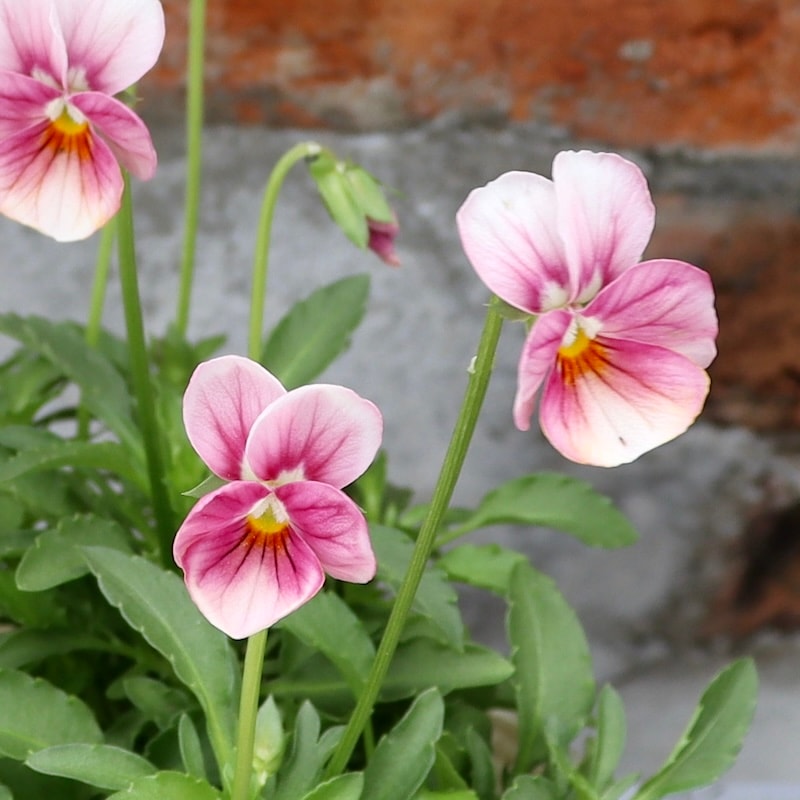 Green Farmv Village(奥田園芸)さん育種のときめきビオラ