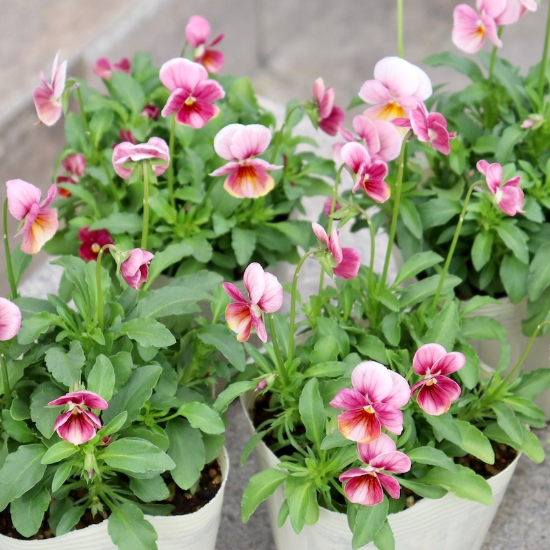 Green Farmv Village(奥田園芸)さん育種のときめきビオラ