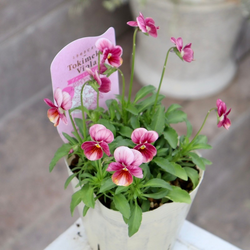 Green Farmv Village(奥田園芸)さん育種のときめきビオラ