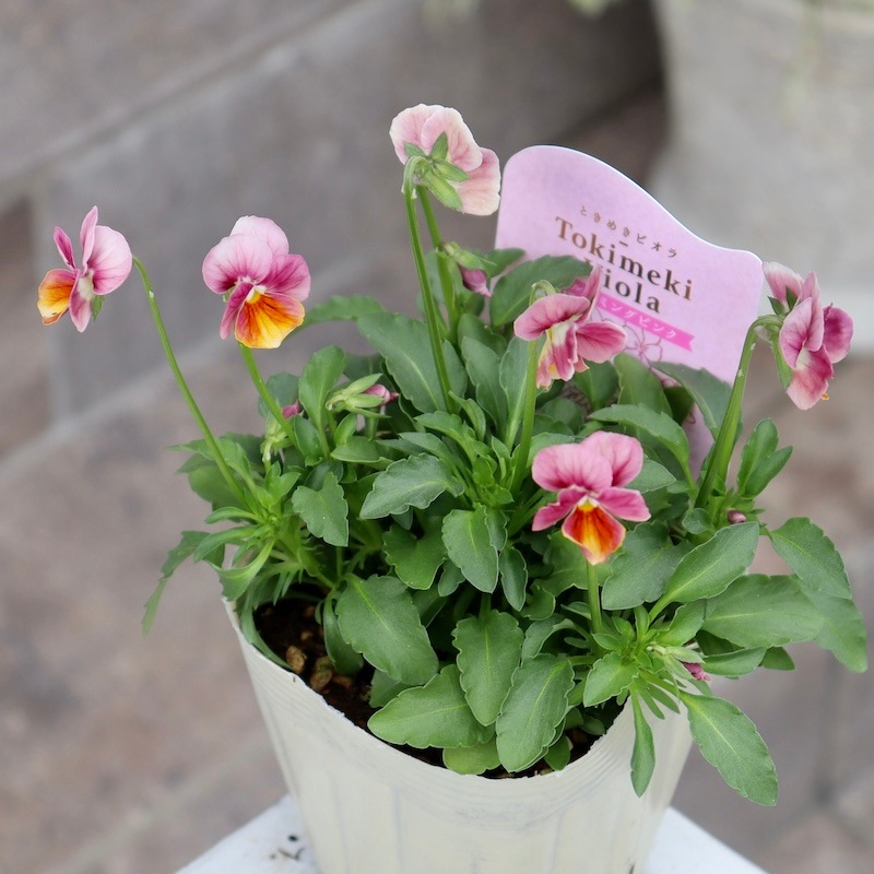 Green Farmv Village(奥田園芸)さん育種のときめきビオラ