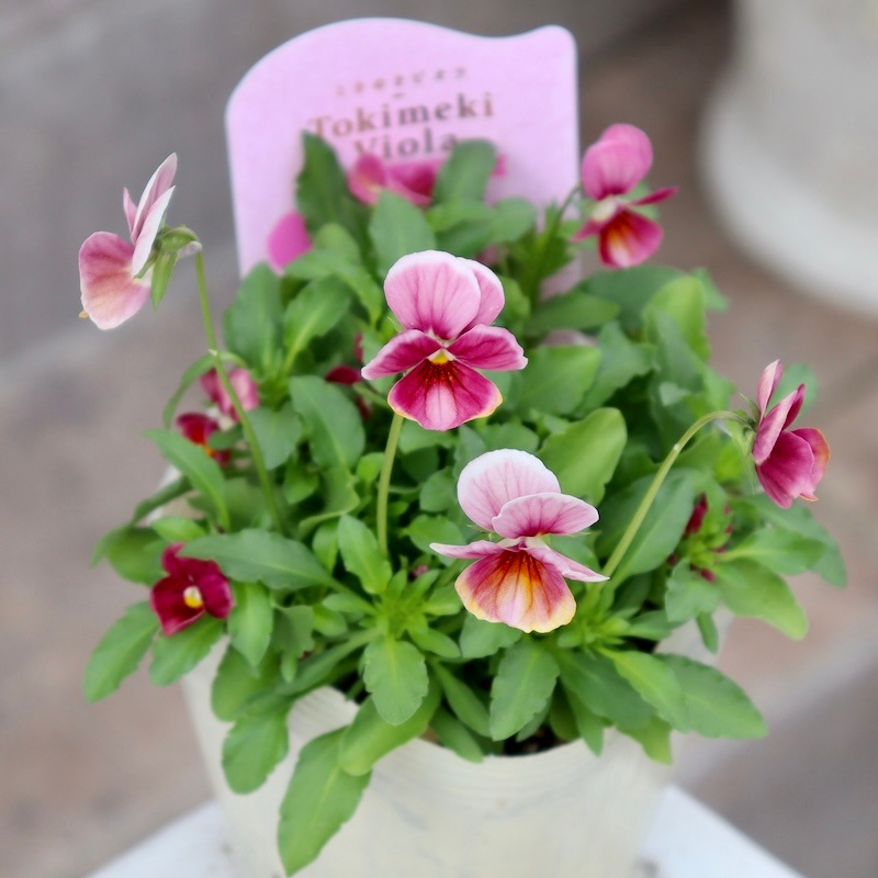 Green Farmv Village(奥田園芸)さん育種のときめきビオラ