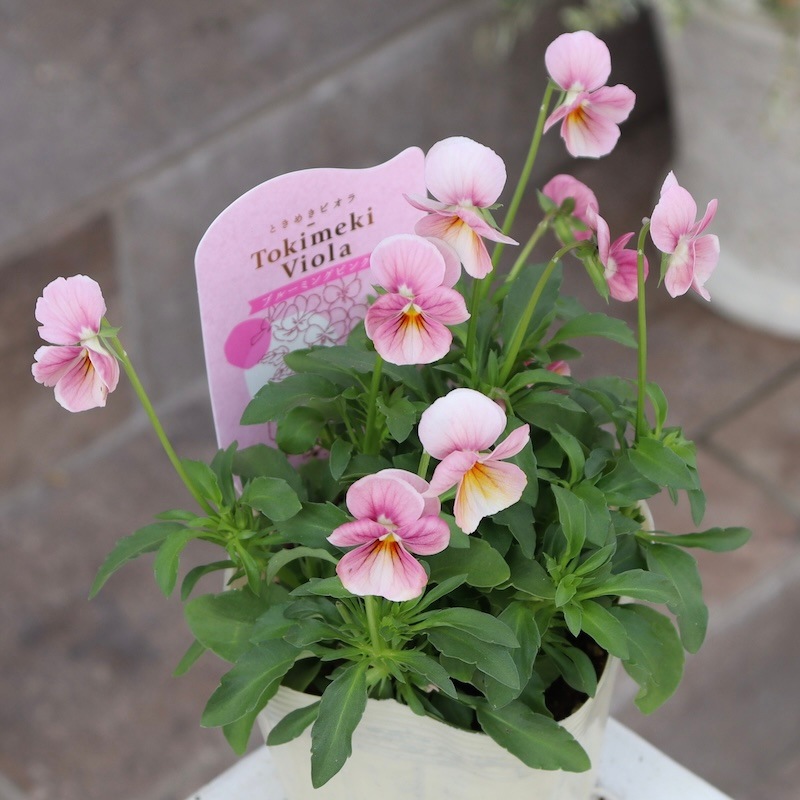 Green Farmv Village(奥田園芸)さん育種のときめきビオラ