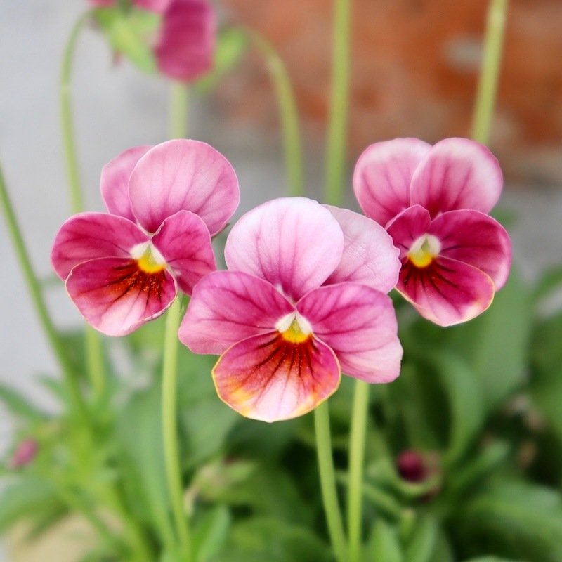 Green Farmv Village(奥田園芸)さん育種のときめきビオラ