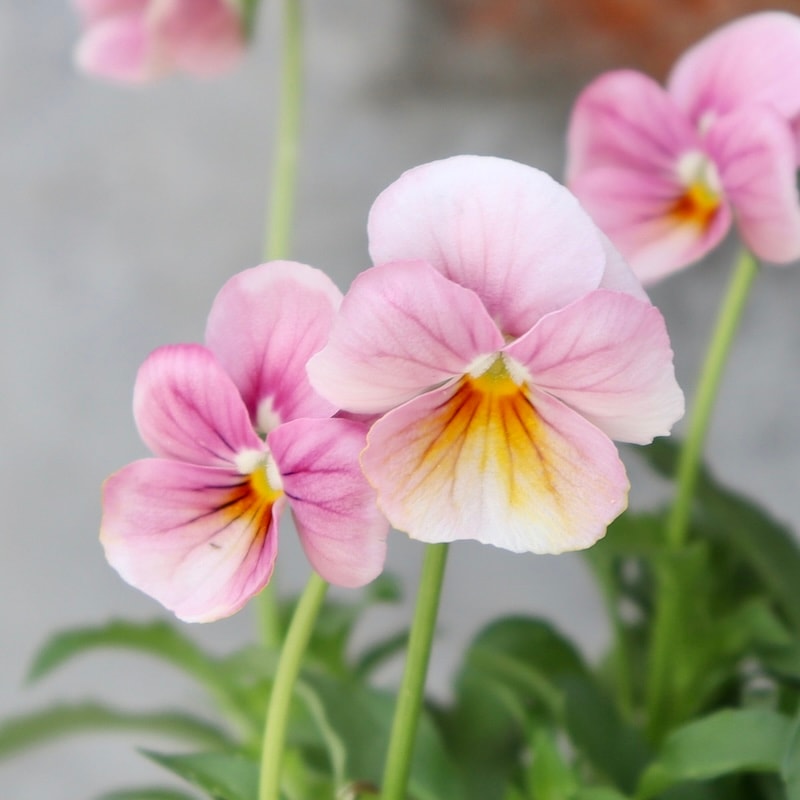 Green Farmv Village(奥田園芸)さん育種のときめきビオラ