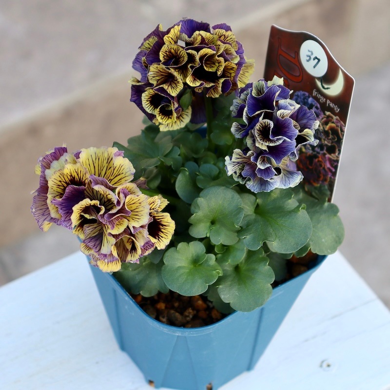 1点限りのスペシャル品!! 画像とほぼ同じ花☆サトウ園芸さんのパンジー