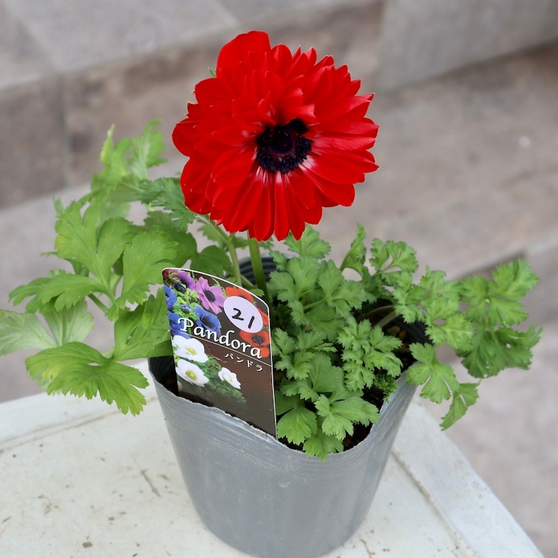 画像で花色を選べる》2年生株のプレミアム八重咲きアネモネ「パンドラ