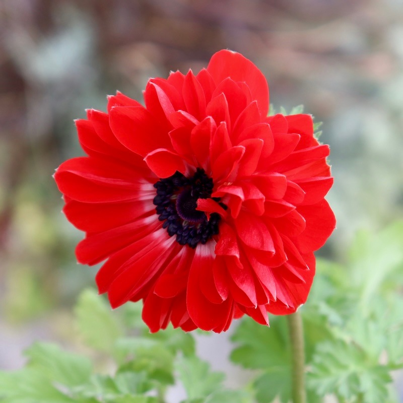 画像で花色を選べる》2年生株のプレミアム八重咲きアネモネ「パンドラ