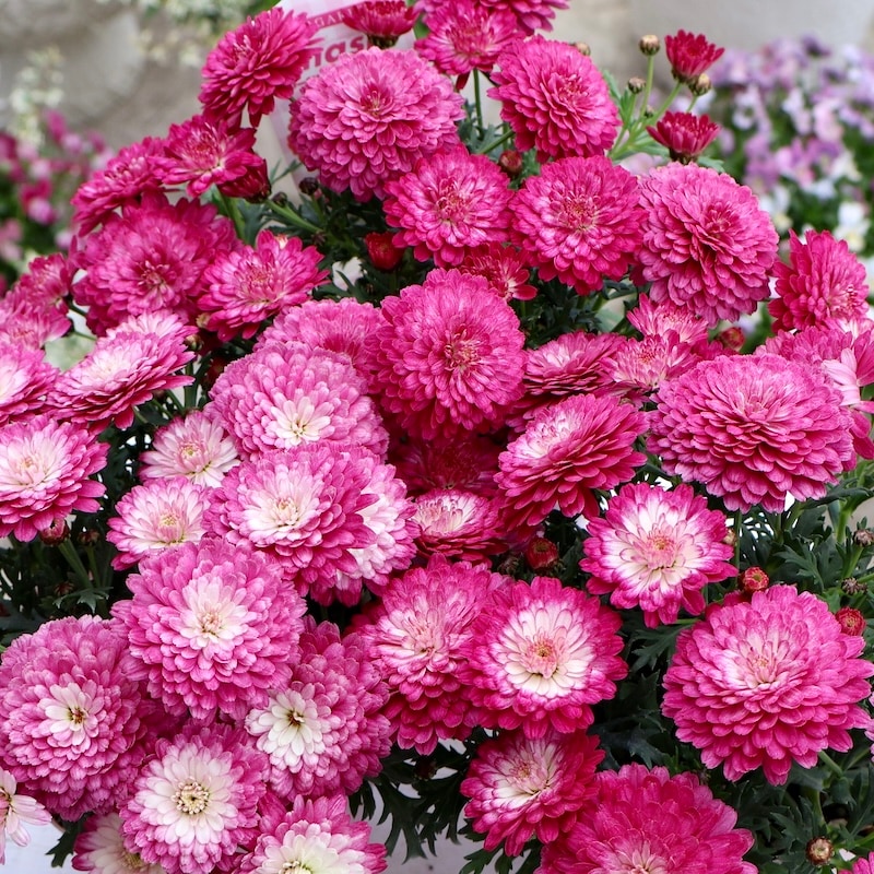 四季咲き多年草☆マーガレット・スマッシュ「ダブルストロベリークリーム」