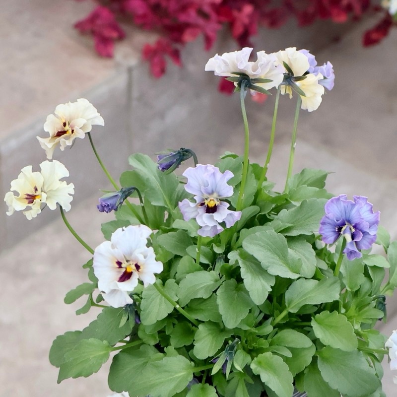 希少☆画像の現品1点限り☆石川園芸さんの小輪ビオラ「マイガール」6番