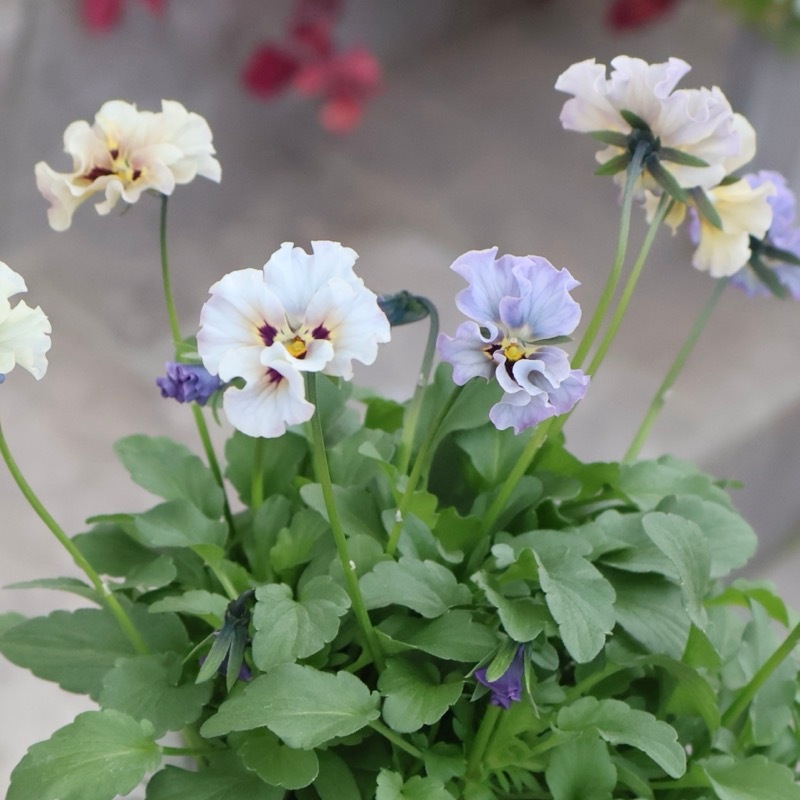 希少☆画像の現品1点限り☆石川園芸さんの小輪ビオラ「マイガール」6番