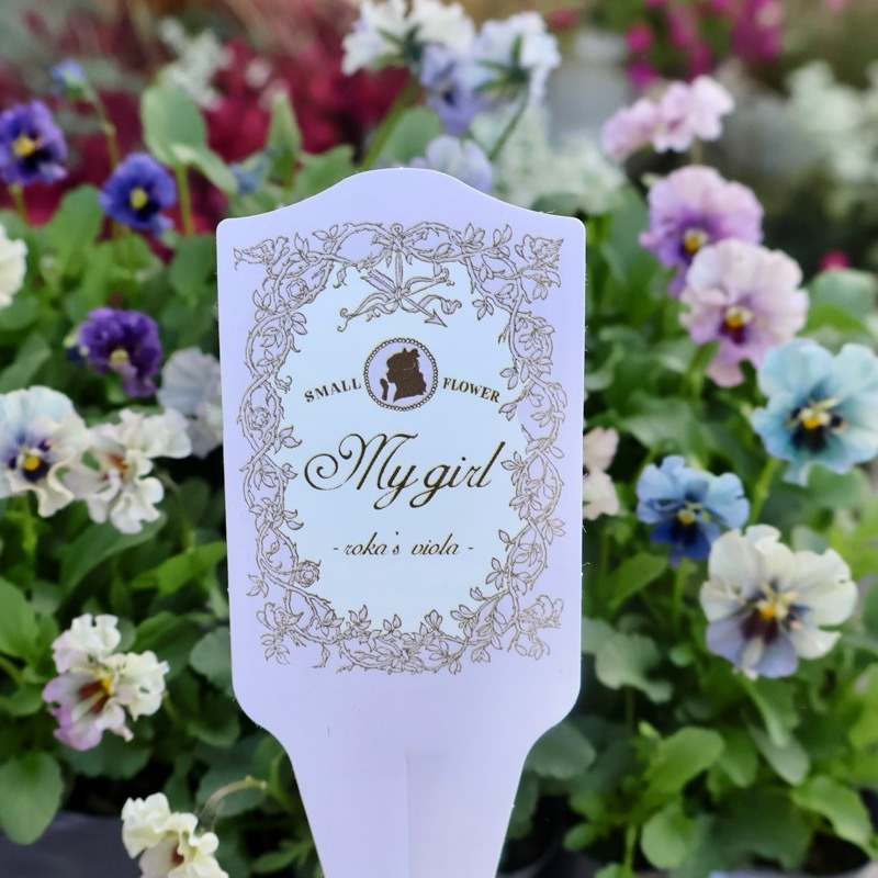 希少☆画像の現品1点限り☆石川園芸さんの小輪ビオラ「マイガール」6番