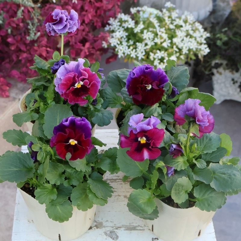 超希少☆限定入荷の試作品種《画像の現品いずれか》フリルパンジー