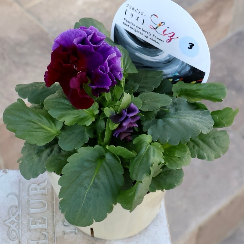 超希少☆限定入荷の試作品種《画像の現品いずれか》フリルパンジー