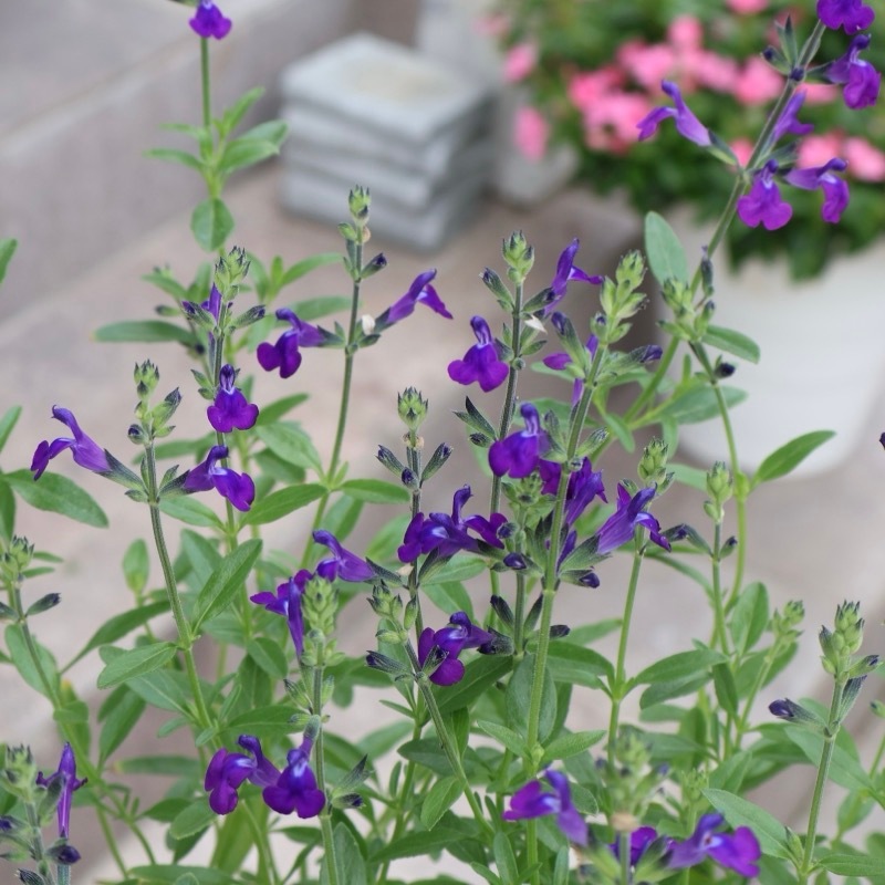 お得な2本植え♪《希少品種》チェリーセージ・ムエレリ「ロイヤル