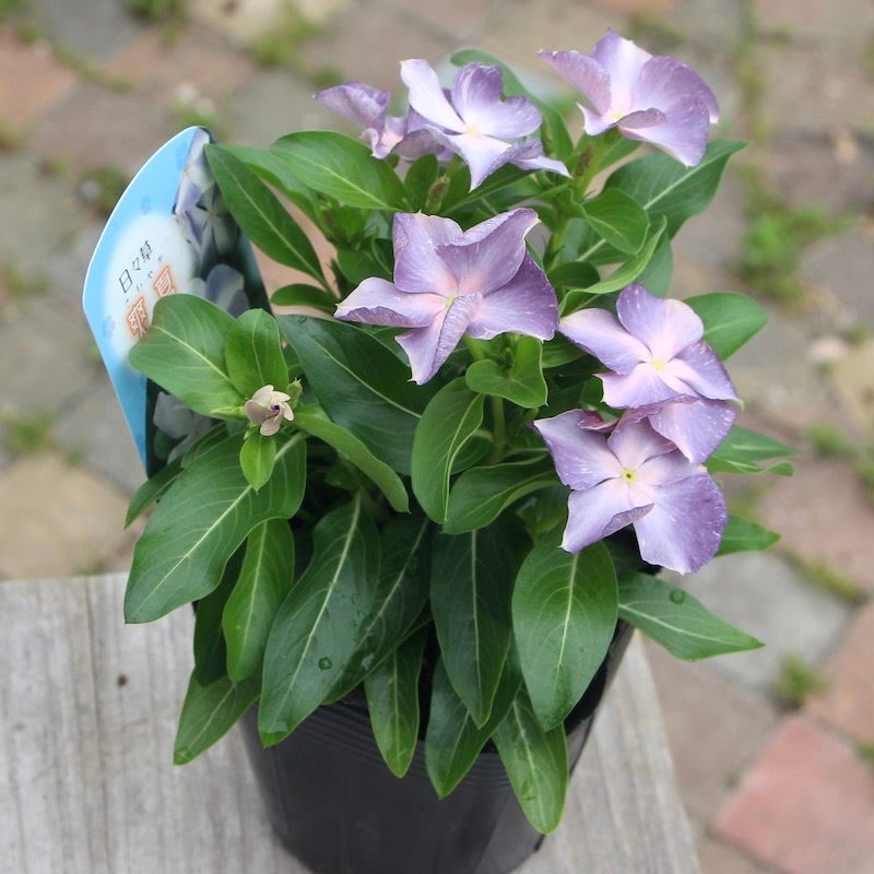 ビンカ(日々草)「爽夏(さわやか)」(3号ポット)