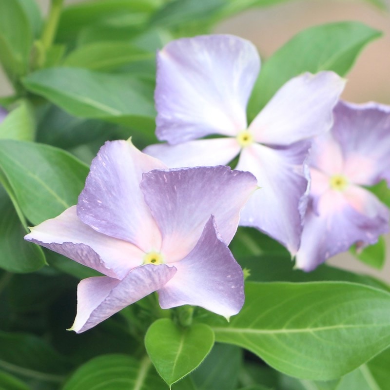 ビンカ(日々草)「爽夏(さわやか)」(3号ポット)