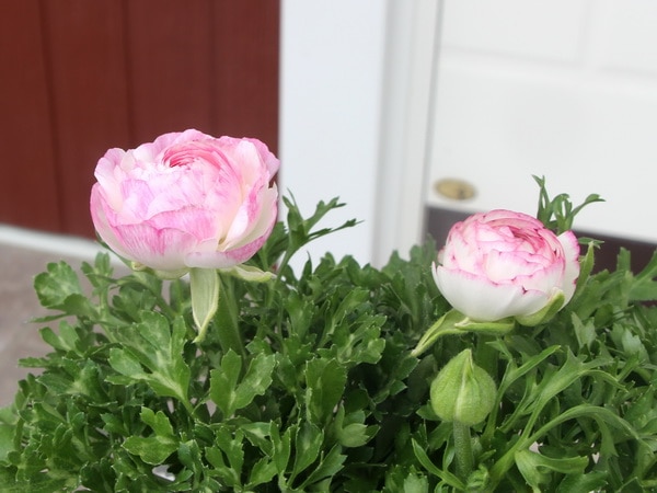 ラナンキュラス「マシェ」7番(3.5号ポット)