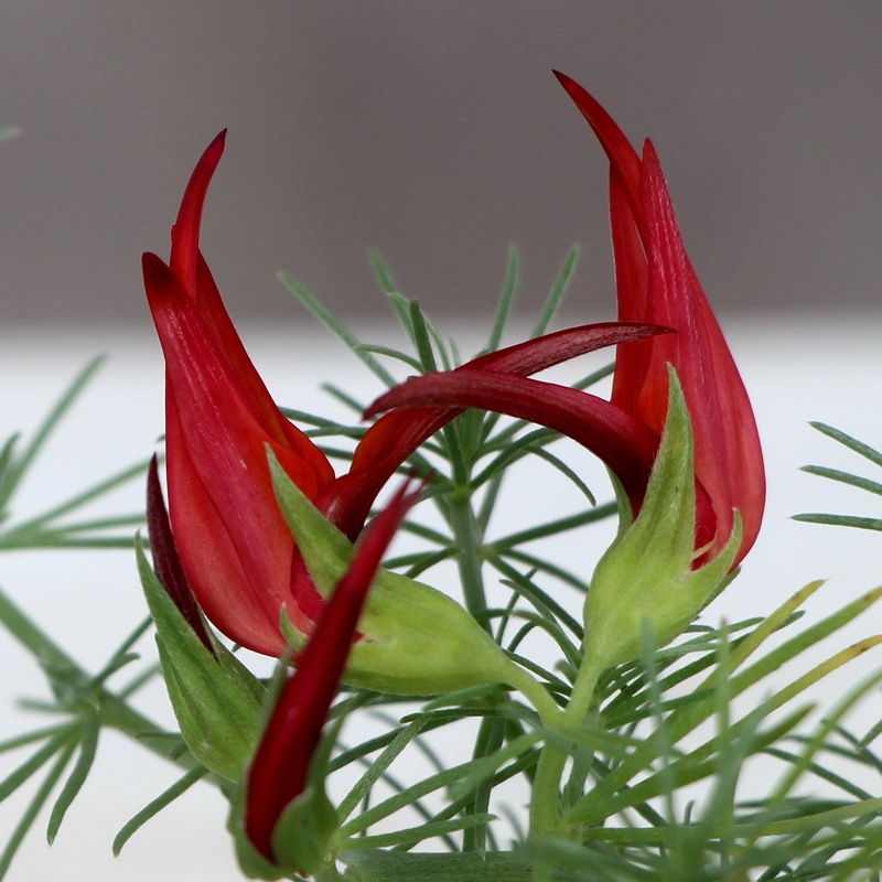 ロータス コットンキャンディー