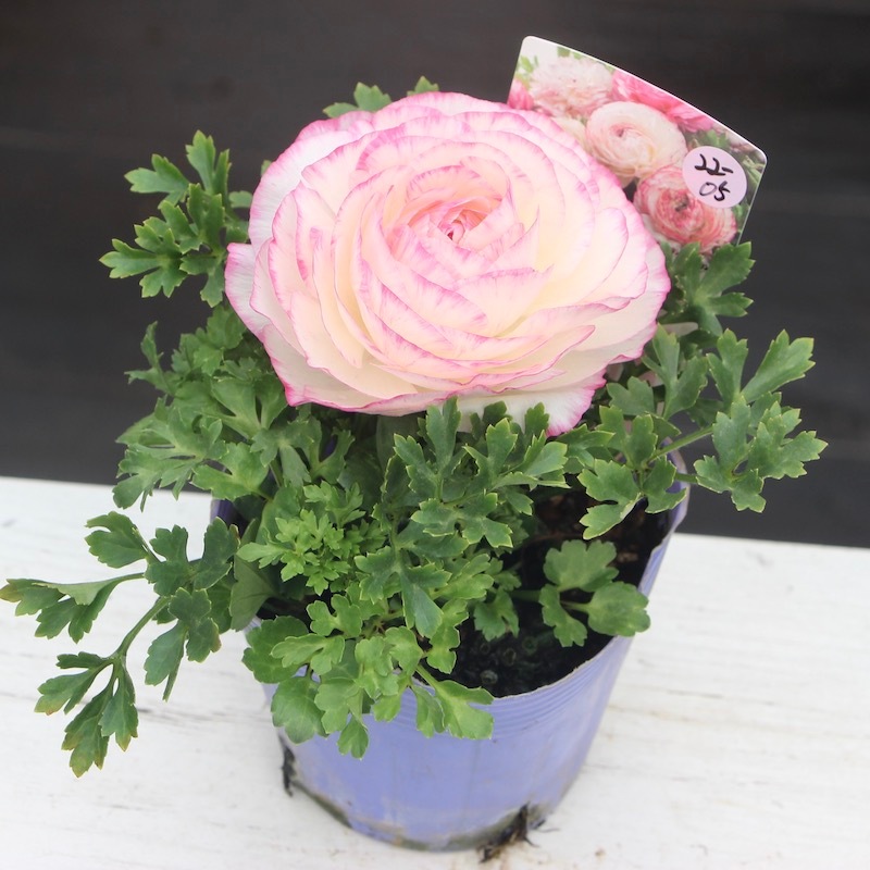 ラナンキュラス「マシェ」22-05番(3.5号ポット)