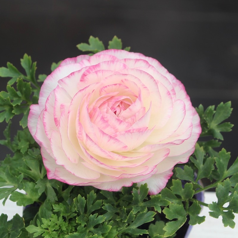 ラナンキュラス「マシェ」22-05番(3.5号ポット)