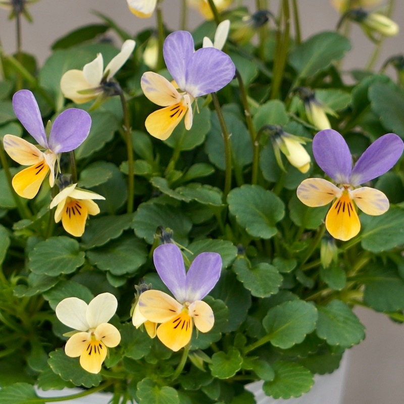 フラワーハーツさんの小輪ビオラ・ビオレッタ「サンセットキッス」
