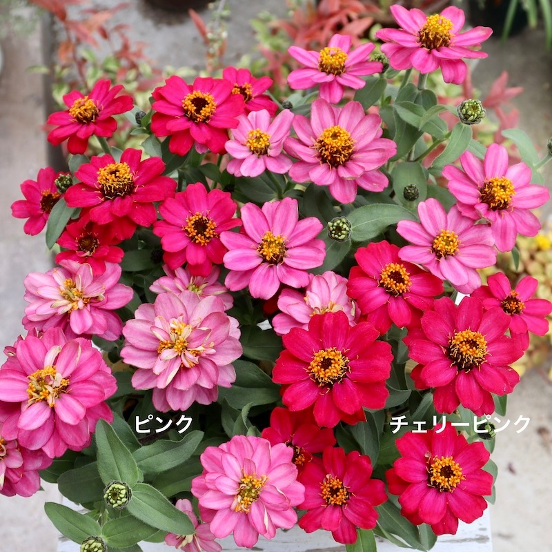 ピンクベリー様 Amazon | BM CREATIONS 1/64 日産 シルビア 180SX メタリックピンク