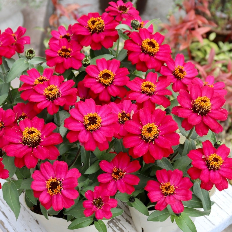 雨にも強い!!おすすめの良株☆ジニア・ベリーズダブル「チェリーピンク