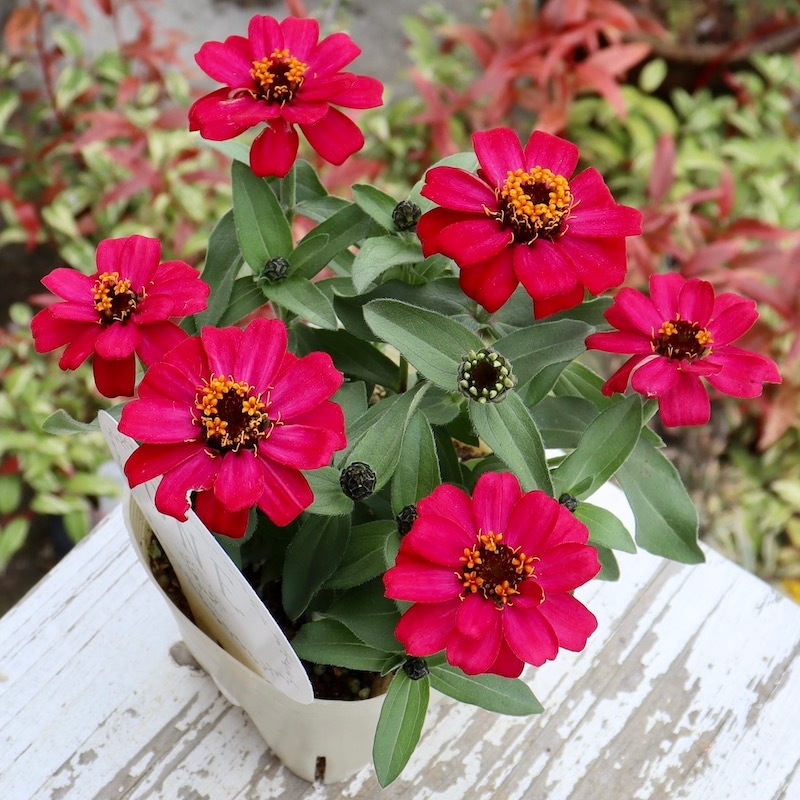 雨にも強い!!おすすめの良株☆ジニア・ベリーズダブル「チェリーピンク