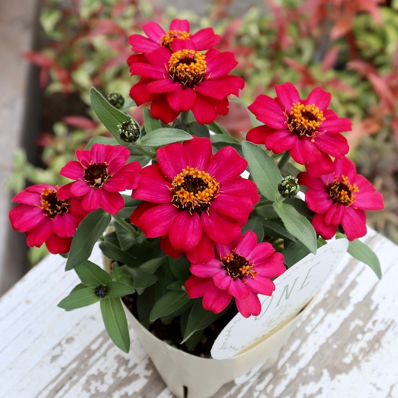 雨にも強い!!おすすめの良株☆ジニア・ベリーズダブル「チェリーピンク