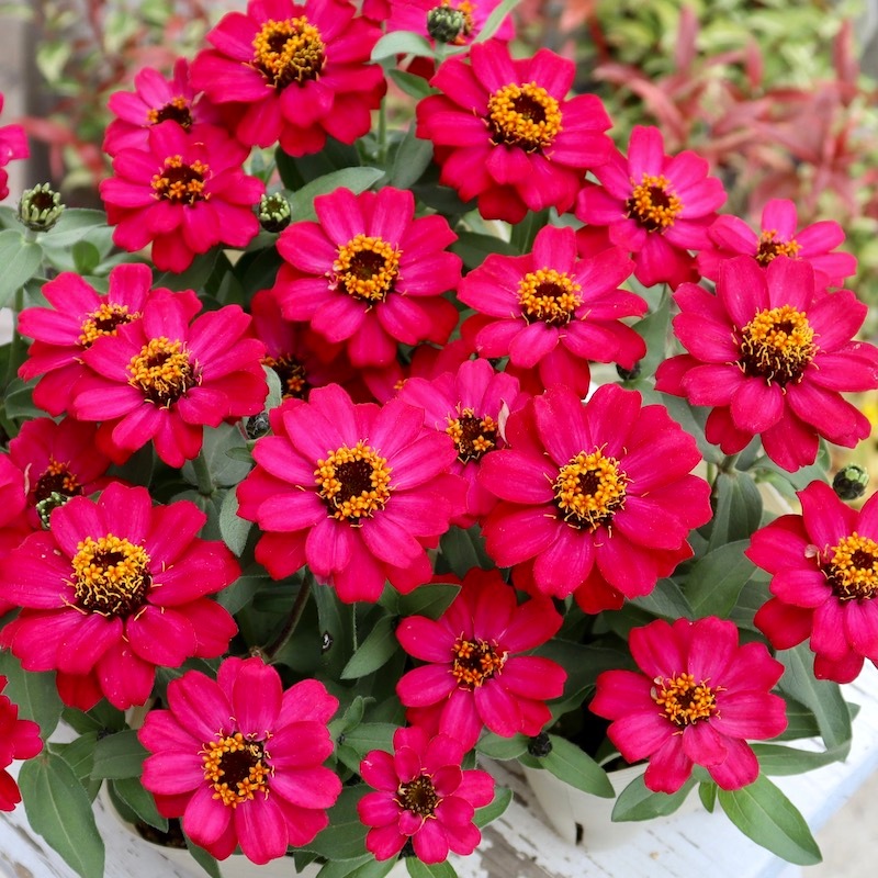 雨にも強い!!おすすめの良株☆ジニア・ベリーズダブル「チェリーピンク