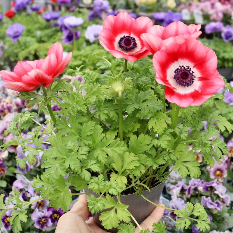 1株限り!!2年生株のプレミアム一重咲きアネモネ「パンドラ」5番