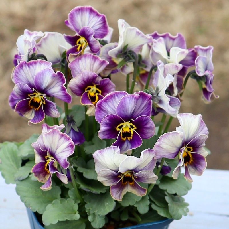 画像の現品1点限り!!サトウ園芸さんのビオラ・ヌーヴェルヴァーグ