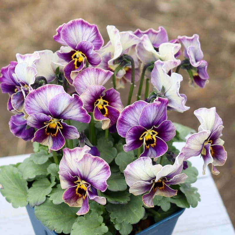 画像の現品1点限り!!サトウ園芸さんのビオラ・ヌーヴェルヴァーグ
